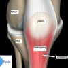 Wat is een Jumpers knee of springersknie? springersknie