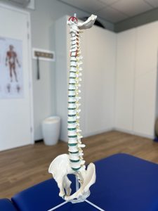 wervelkolom, uitleg fysiotherapie